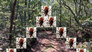 Don't bug me: 5 ways to avoid ticks when hiking on Cape Cod