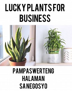 409K views · 7.3K reactions | Lucky Plants For Business Swerteng Halaman Para sa Negosyo #luckyPlants | Mark of the Jungle Plants | Facebook