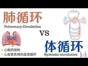 血液循环：肺循环Pulmonary Circulation vs体循环 Systemic circulation | 心脏的结构 | 心血管系统的血液循环