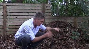 Australian Bush Turkey bamboozled by high fence