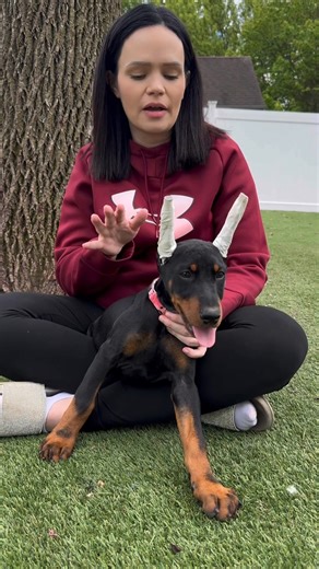 🎥 📌 Let’s settle the ear posting debate — once and for all! 👂🏽⚖️Do Dobermans need a bridge between ear posts to make them stand properly? You might’ve heard: “They’ll never stand without a bridge!” But here’s the truth — that’s just not true. 🙅🏻‍♀️ In this video, I’m breaking down why I do NOT use a bridge when posting ears — and why avoiding one actually helps protect your Doberman’s structure and long-term ear set. 👉 Without careful handling, bridges can over-direct the ears backwards, 