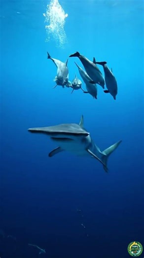 The Silent Pact Dolphin Defense#animals #wildlife