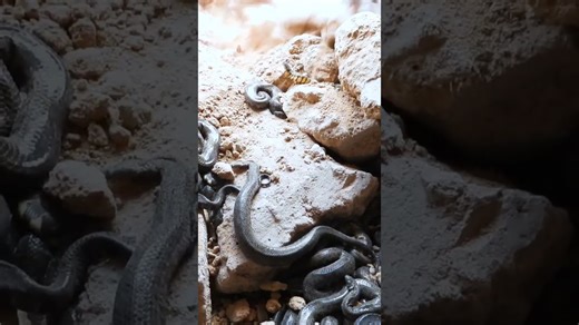 Found A lot snake during digging g to build Underground Building