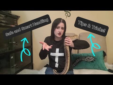 Snake Handling Safety! Tips and Tricks! 🐍