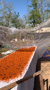 WeBee Vibe #webee #bee #videos #fyp #reels #beekeeping | WeBee