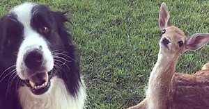 Abandoned Baby Deer Discover With 1 Leg Missing, Moments Later, These Dogs Do The Unexpected To Him