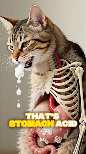 Cat Coughing Up White Foam? 🚨 Here’s What It Really Means! #catshealth #pethealth #pets #shorts