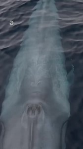 Whale exhaling through its blowhole like it just finished a long week. Same. Dive into exploration with Discovery. 🐋 | Discovery