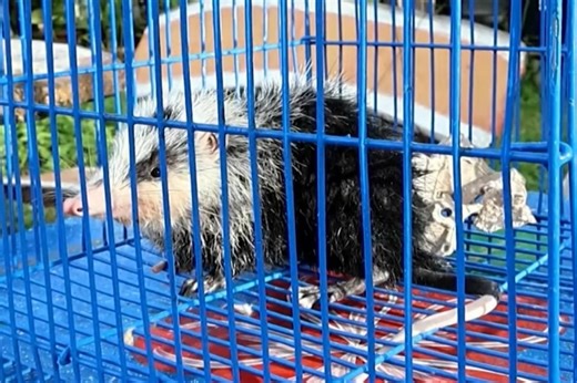 Thai woman finds rare Moonrat in southern Thailand canal (video)