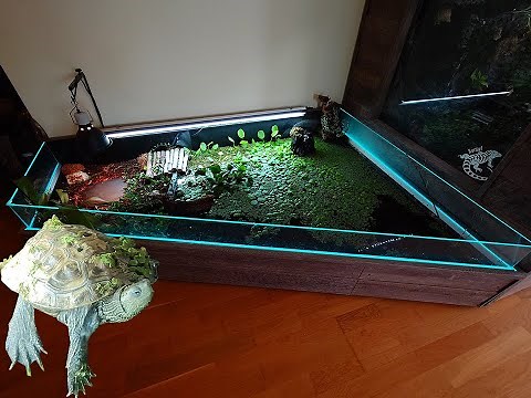 Guide to an Ideal Turtle Tank Setup Indoor - Episode 3 🐢