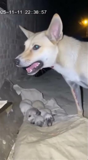 Stray Dog vs Giant Python Protecting Puppies 🐍😱 | Real CCTV