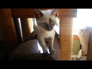 Introducing Bird, the tortie point Siamese kitten