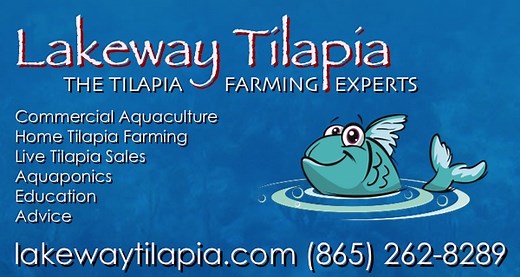 Tilapia fingerlings and tilapia breeding colonies for sale