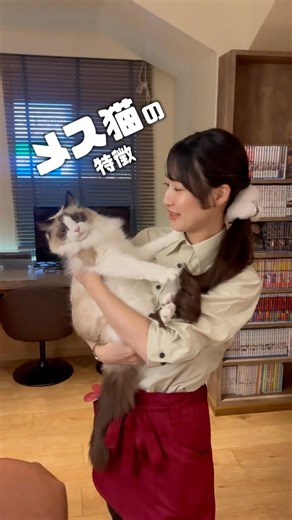 メス猫の特徴って？ #猫カフェmocha #猫のいる暮らし #猫好きさんと繋がりたい