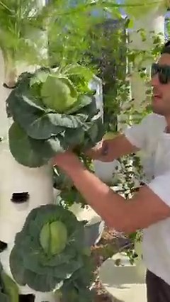 4.4M views · 161K reactions | Vertical farming aeroponic cabbage & oak-leaf lettuce on a Tower Garden #towergarden #verticalfarming #aeroponics #cabbage #lettuce #vegetablegarden #farmtotable #hydroponics #brassica #agriculture #farming | Agrotonomy Tower Farms | Facebook