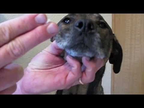 How To Pill A Dog