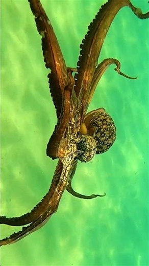 Deep Sea Octopus Dives Deep Searching For Prey