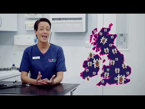 How To Spot, Remove and Prevent Ticks | Vets4Pets