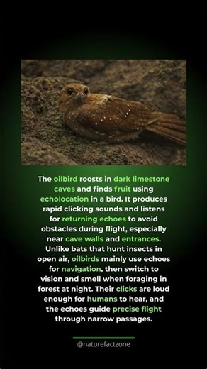 The Bird That Uses Echolocation in Total Darkness. Oilbirds roost deep inside caves a...