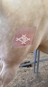 There’s officially 3 more horses with my brand in the world as of today! @felixprietobrandingirons made AND branded my horses! Contact him if you want a freeze brand made!! I know we get a lot of non horse people on here so let me break this down for you! • This is a FREEZE brand not a hot brand • Horses are sedated for this procedure to keep everyone comfortable and safe! • Freeze branding work by damaging the hair follicles that when the hair grows back it come back white, if held for longer t