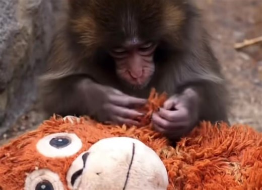 #punch #パンチくん #市川市動植物園 #がんばれパンチ #お猿さん