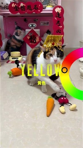 集齐8色魔法 mussel召唤