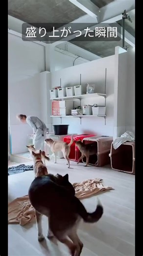 LIVEの見どころをちょっとだけお見せします！全編を視聴するにはLIVEをチェックしてください。#tiktoklive #livehighlights