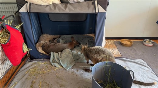 When Grandpa says it’s bedtime, he means his bed time — poor Wispy didn’t stand a chance! ❤️🦘 | Kangaroo Pouch Animal Orphanage
