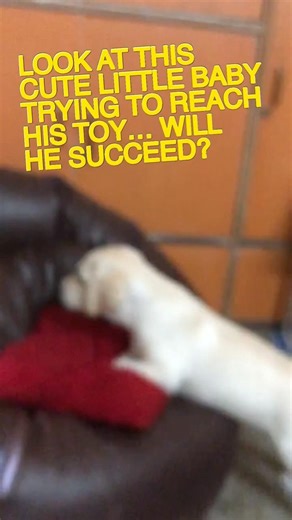 Look at this cute little baby trying to reach his toy… will he succeed ?