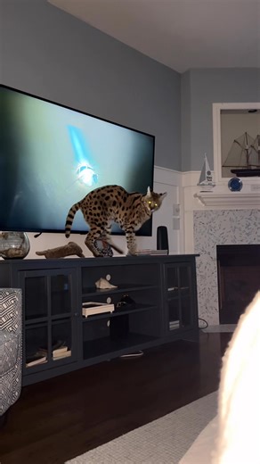 typical cat making everything about her 🤣 | Chloe the Serval