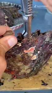 12K views · 158 reactions | This is How Tahitian Pearls Are Harvested. The Tahitian pearl (or black pearl) is an organic gem formed from the black lip oyster, they are considered the second most valuable commercially farmed pearls in the world. | Business Insider Africa | Facebook