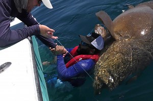 Fisherman freaks out when huge grouper wrestles him during photo op