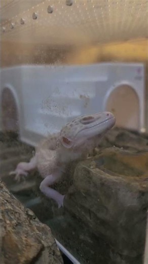 【レオパ】うちのヤトウモリ