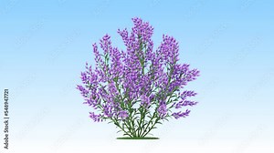 Lavender flower on a white background 3D animation, Flowering shrubs animate in the wind on white background with alpha matt 3D virtual tree. Separated with alpha channels