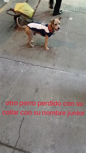 Junior, el perro perdido en la calle