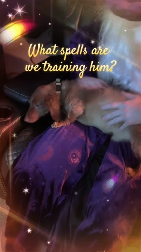 #wizard #pets #fyp #wizardstuff #magic