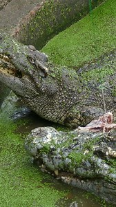 Crocodile fight when being fed chomping #chomp #crocodile #reptile #croc #nature #wildlife HA87007 | HAWI Studios