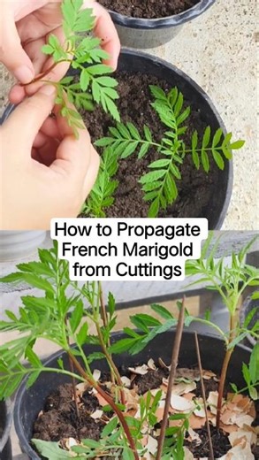 How to Grow French Marigold from Cuttings | Propagation Process