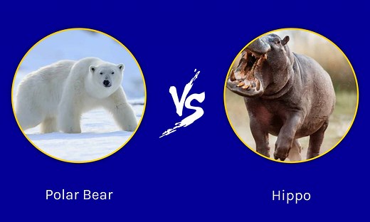 Polar Bear vs Hippo: Which Animal Is the More Powerful Warrior?