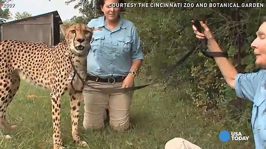 World's fastest cheetah remembered as 'symbol of hope'