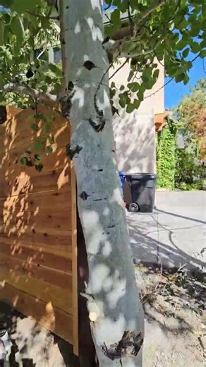 How to install a wood fence built to last