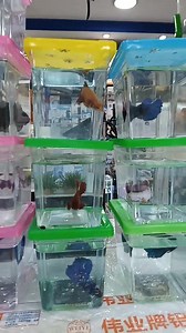 12K views · 448 reactions | Female Fullmoon Betta | Golden FISH Store | Facebook