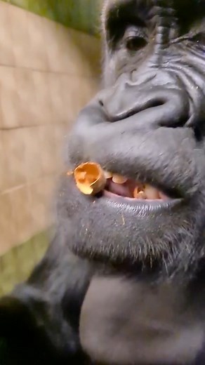 Gorilla eating up close 🤣 🦍#wildanimals #gorilla #peppers | Gorilla Channel