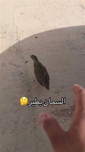 #السمان يطير؟!