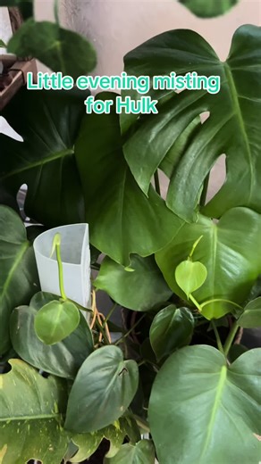 I mist my plants a couple of times a week in evenings or early mornings to help with humidity & keeping the foliage fresh. I also use a mixture of pebble trays, plant grouping & humidifiers for my houseplants to keep humidity levels high. #plantcare #misting #humidity #plants #houseplants