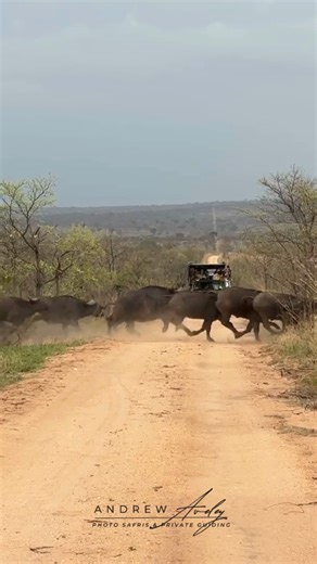 This massive herd of buffalo on a less travelled road in Kruger caught wind of a predator and created a mini stampede. This was one of 4 that we experinced over 20 minutes with the entire heard of a few hundered animals moving through. | Andrew Aveley - Photo Safaris & Private Guiding