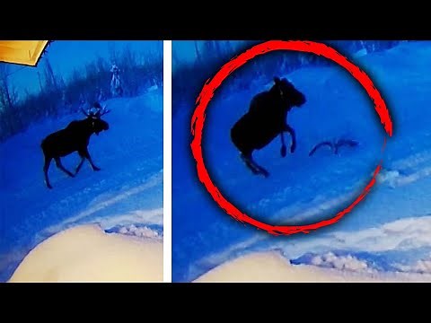 Moose Shedding Antlers Caught on Ring Cam