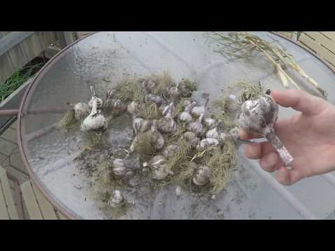 How to Clean Harvested Garlic After Drying