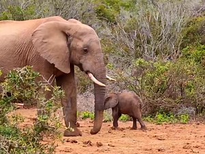 An uneasy elephant bull in musth hit a baby elephant twice with his trunk. The calf let out alarming cries, and the mother rushed to comfort and shield her little one. Musth bulls are unpredictable—driven by hormones, strength, and aggression. A tense and emotional moment in the wild🥹🐘✨️ #africansafari #elephantconservation #saveelephants #africa #elephantrescue #elephants #babyelephants #wildlifeconservation #elephantlove #bigfivesafari #elephantsafari #gamedrivesafari #elephantbaby #elephant