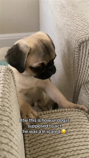 How a Pug Puppy Should Act